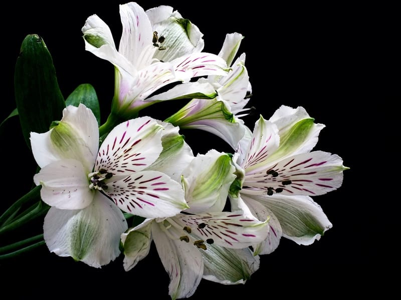 Fresh Alstroemeria Flowers (80 Stems - 320 Blooms)-alstroemeria-assorted-80  - The Home Depot