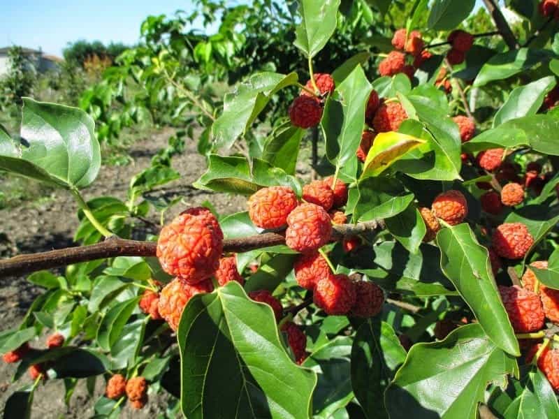 Fruit of the Strawberry Tree, Arbutus unedo L., Sardinia, Italy Stock Photo  - Alamy