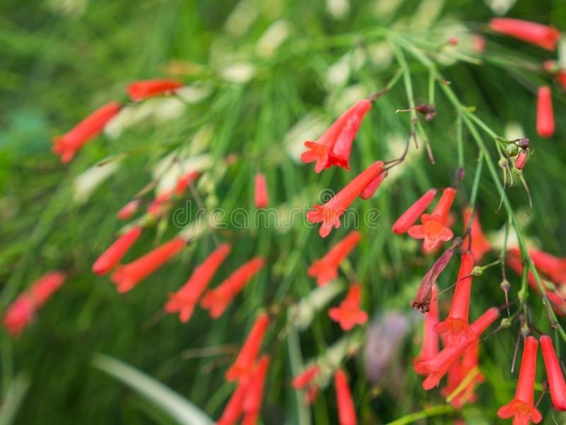 Fuchsia Firecracker - Plant Addicts