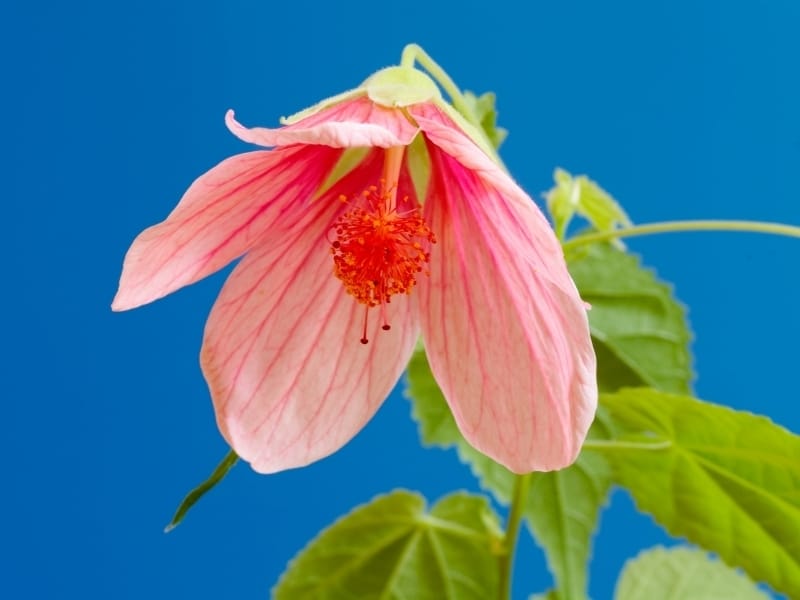 Full size picture of Flowering Maple 'Mobile Pink' Blooms all summer! -  Beautiful flowers, Plants, Backyard plants