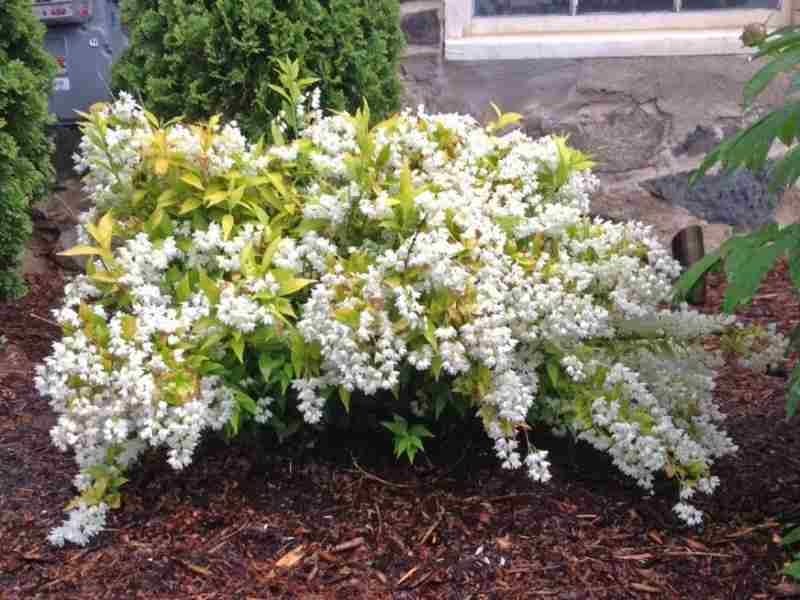 Fuzzy deutzia Codsall Pink - Deutzia scabra Codsall Pink