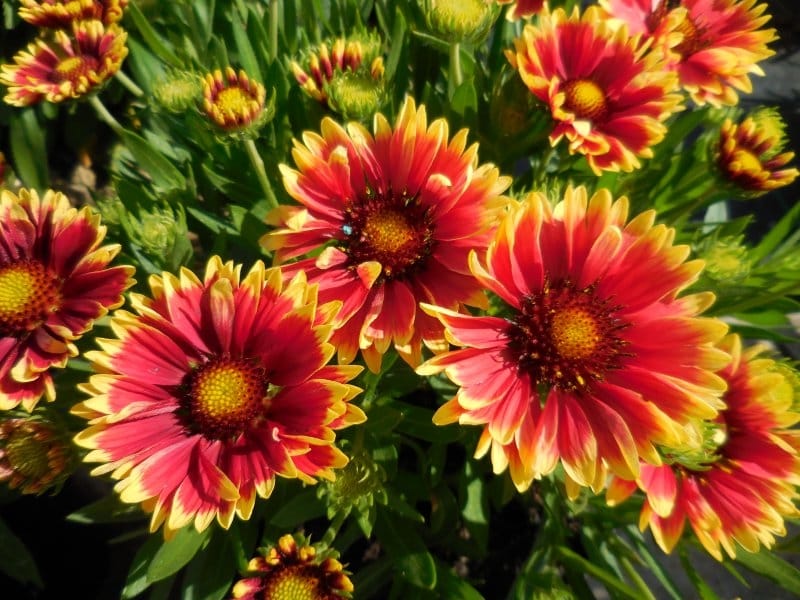 GAILLARDIA - Indian Blanket Flower - Seeds of Plenty