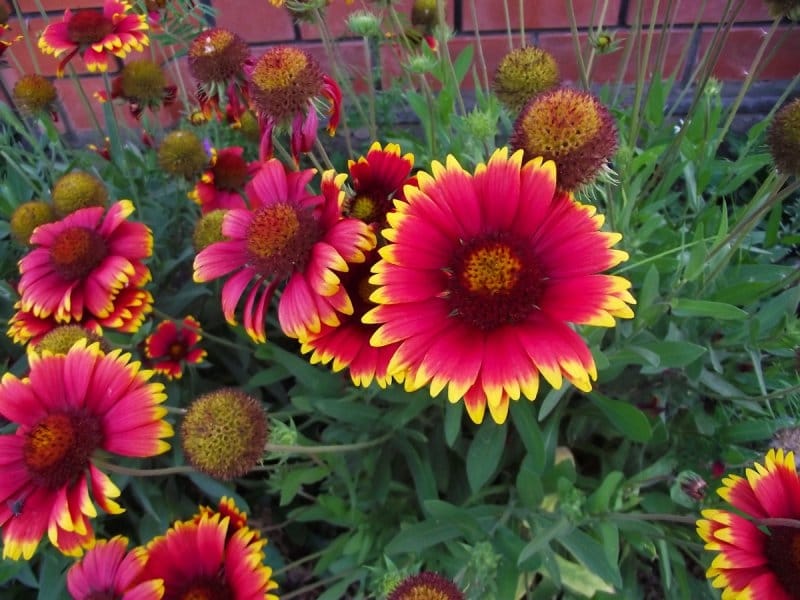 GAILLARDIA grfl. ARIZONA RED SHADES - Muller Seeds