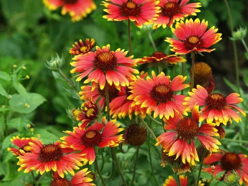 GAILLARDIA grfl. ARIZONA SUN - Muller Seeds