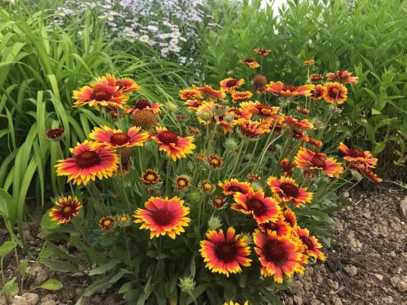 Gaillardia- Single Flowered Mix seeds - The Seed Collection