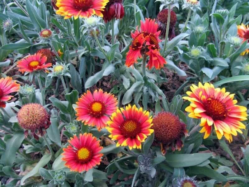 Gaillardia Arizona Red Shades - Jackson  Perkins