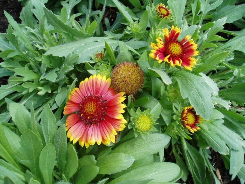 Gaillardia Collection - JParkers