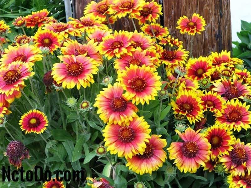 Gaillardia REALFLOR® Sunset Cutie - Jackson  Perkins