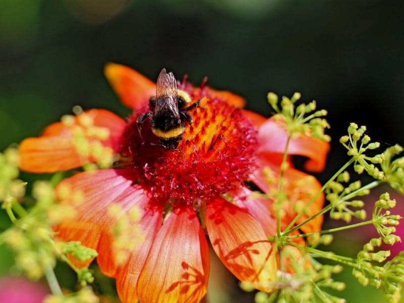 Gaillardia Seeds - Gaillardia Aristata Blanket Flower Wildflower Seed