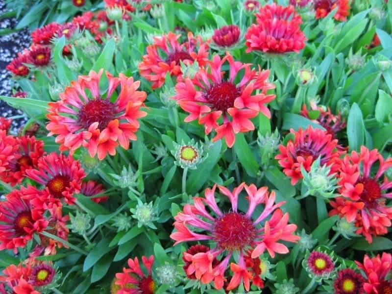 Gaillardia Seeds - Gaillardia Pulchella Indian Blanket Wildflower Seed