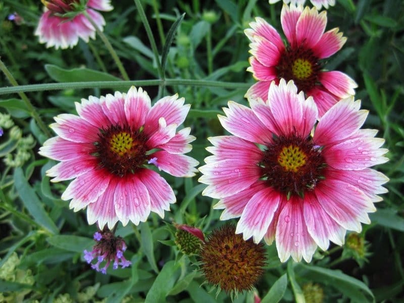 Gaillardia Seeds - Goblin - Suttons