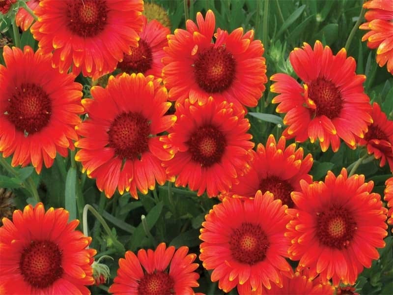 Gaillardia aristata (Common Blanket Flower) - World of Flowering Plants