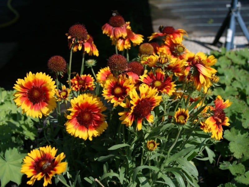 Gaillardia pinnatifida - Wikipedia