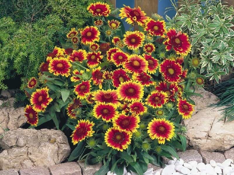 Gaillardia pulchella (Fire Wheel) - World of Flowering Plants