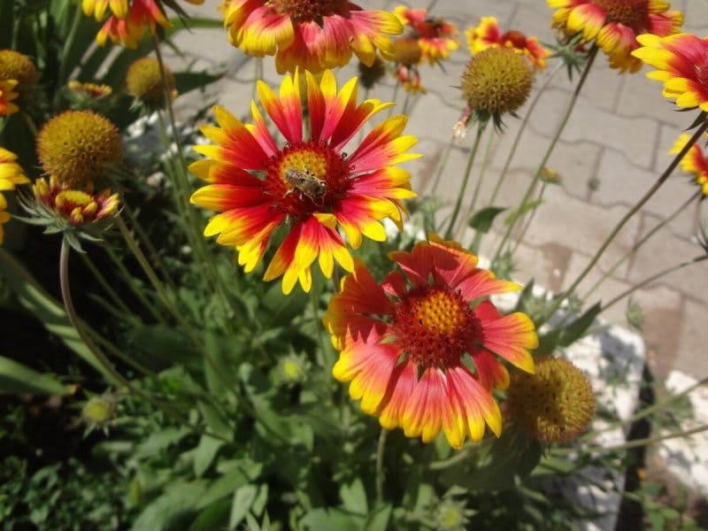 Gaillardia x grandiflora - Wikispecies