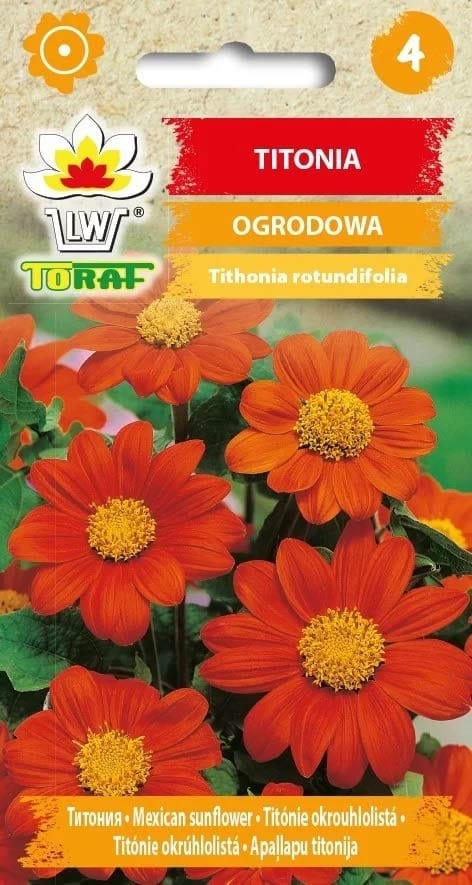 Gardening Tips : How to Grow Mexican Sunflower (Tithonia Rotundifolia) -  YouTube