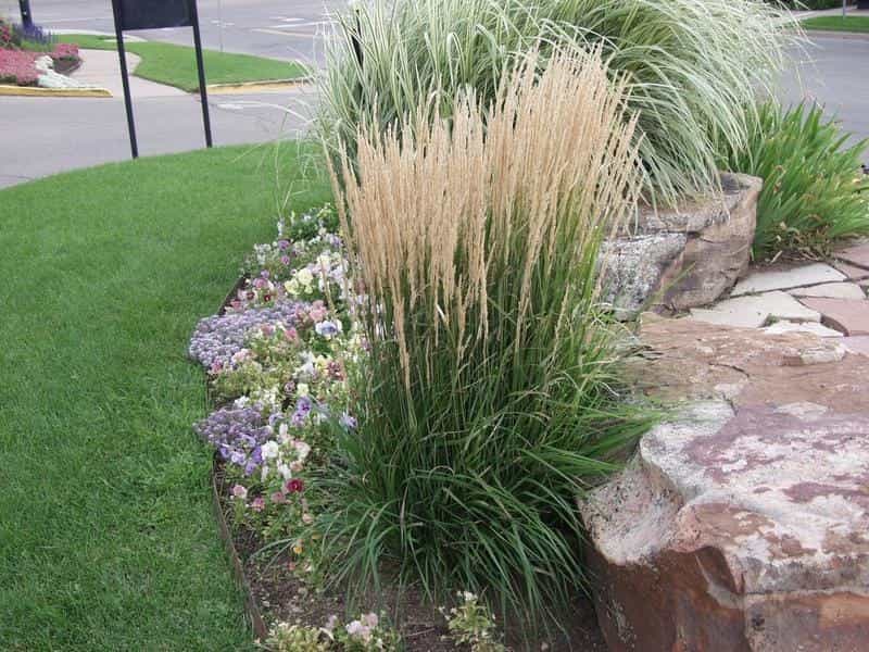 Gardening With Allen: Ornamental grasses enhance yard - The Columbian