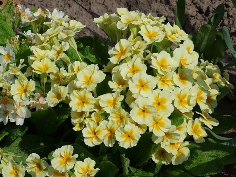 Gardening: Primroses, the first documented mutants on earth, are  water-thrifty beauties – Orange County Register