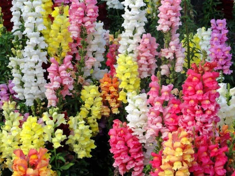 Genes responsible for difference in flower color of snapdragons identified