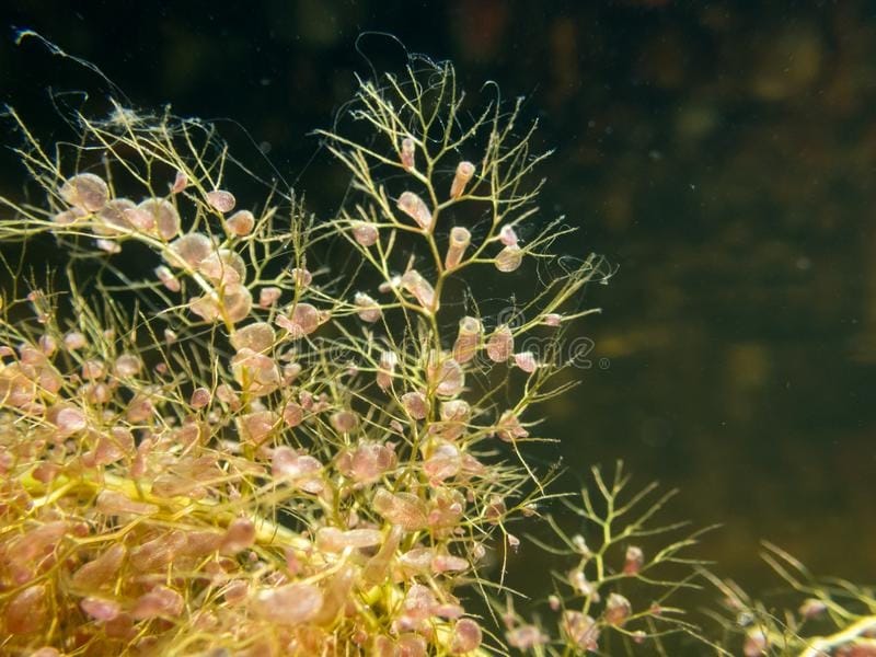 Genus: Utricularia (bladderwort): Go Botany