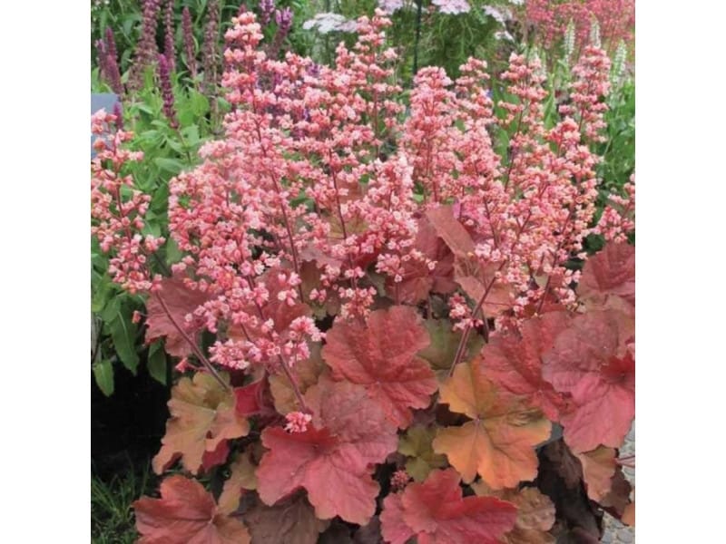 Georgia Peach Coral Bells - Bower  Branch