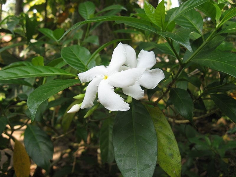 Gerdenia Crape Jasmine (Gardenia Jasminoides), White Flowers With Green  Leaves Stock Photo, Picture And Royalty Free Image. Image 84121724.
