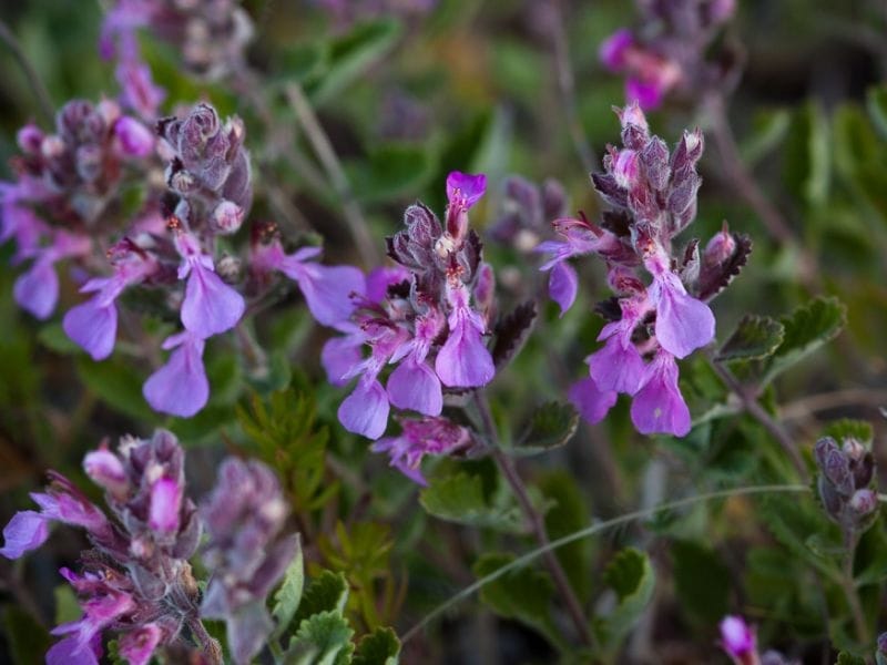 Germander Upright Plants For Sale - Teucrium Chamaedrys - The Growers  Exchange