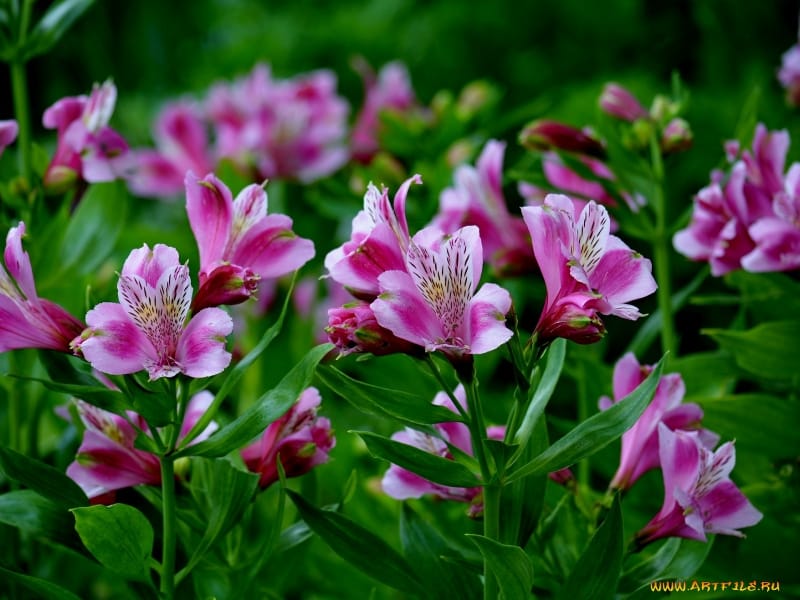 Globalrose Fresh Cream Alstroemeria Flowers (100 Stems - 400 Blooms)- alstroemeria-creme-100 - The Home Depot - Alstroemeria, Flower care, Long  lasting flower