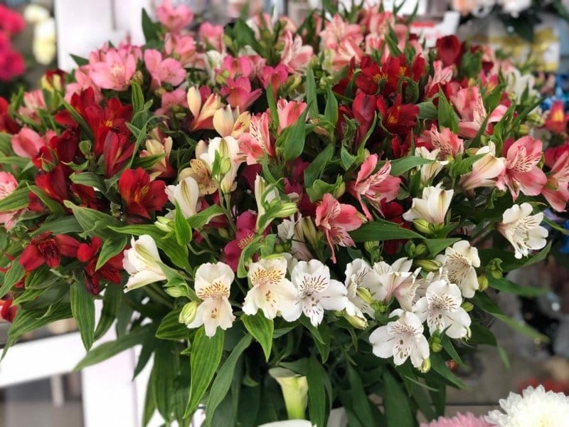 Globalrose Fresh Pink Alstroemeria Flowers (100 Stems - 400 Blooms)- alstroemeria-pink-100 - The Home Depot