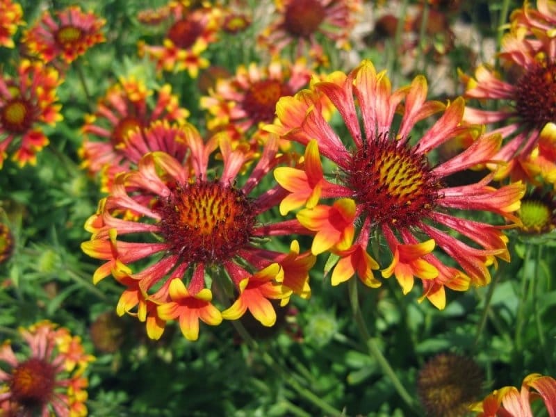 Goblin Gaillardia Plants for Sale (Blanket Flower) - Free Shipping