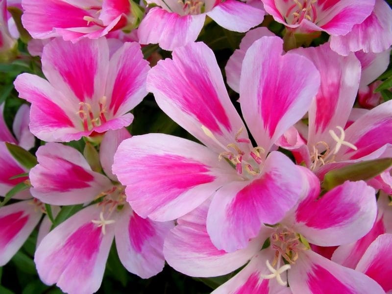 Godetia (Clarkia Amoena Azalea Double Mixed) 750 seeds (#793)