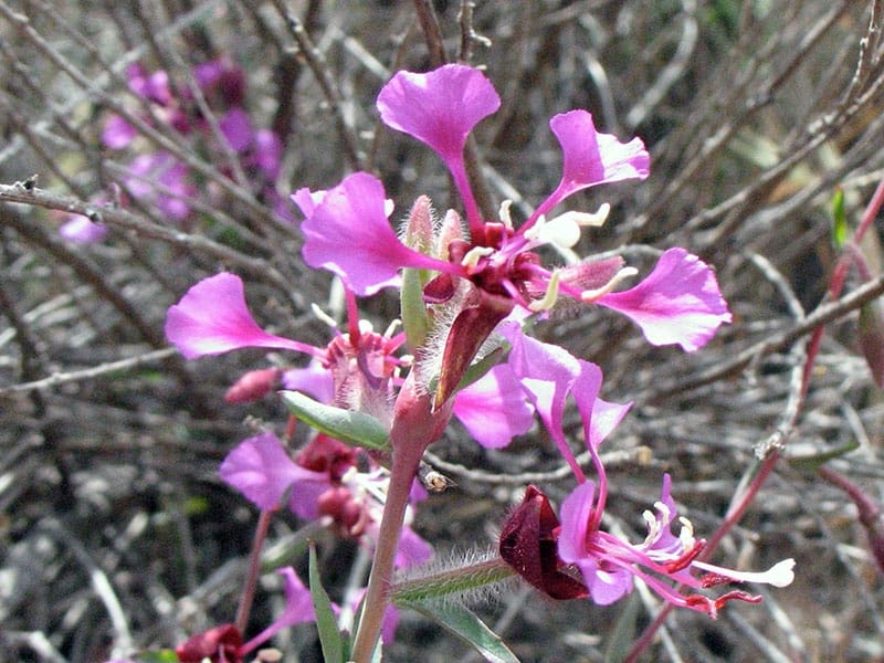 Godetia Dwarf Clarkia Amoena - Flowers - Premier Seeds Direct ltd