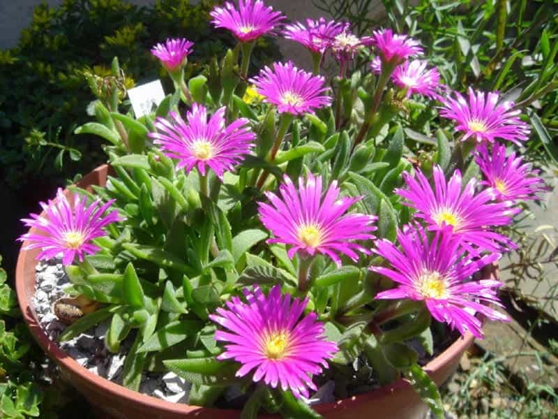 Gone Gardenin' -- Ice plants can be enjoyed both indoors and outdoors -  Brandon Sun