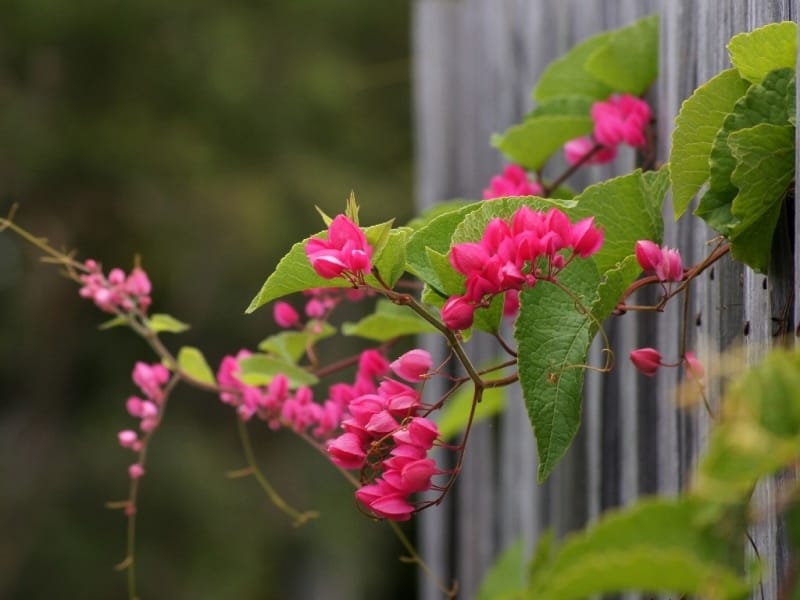 Good to grow: Coral vine