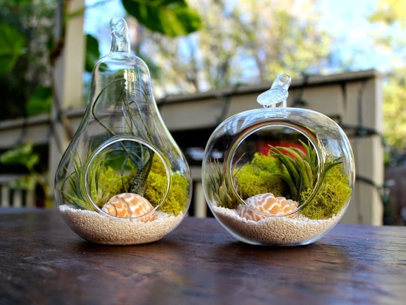 Gorgeous Air Plant Display Ideas