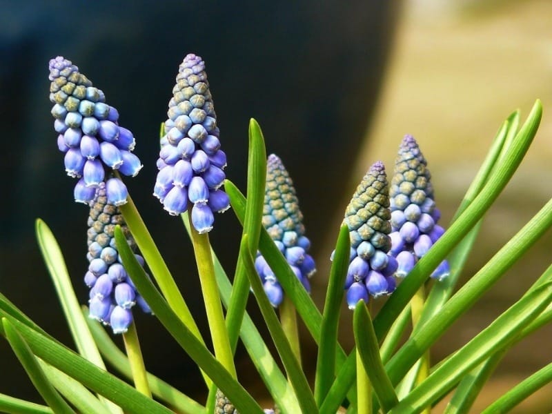 Grape Hyacinth - Better Homes  Gardens