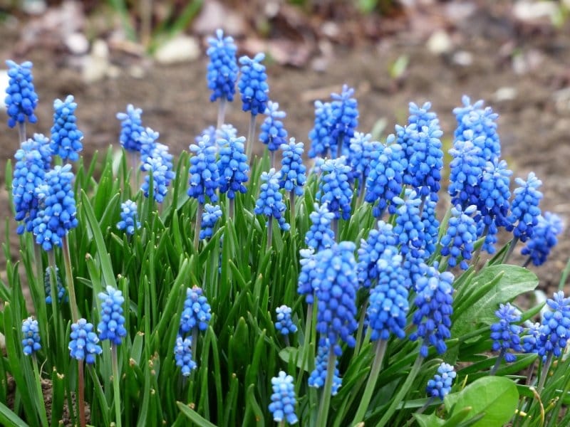 Grape Hyacinths (Muscari) - Rotary Botanical Gardens