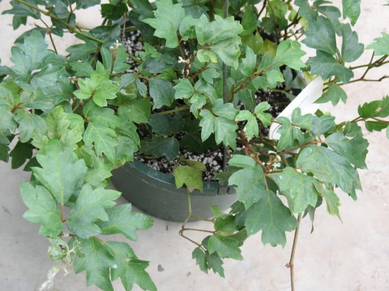 Grape Ivy - Cissus rhombifolia - House Of Plants