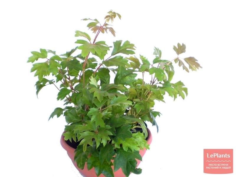 Grape Ivy Cissus Rhombifolia Houseplant Seeds Tropical - Etsy