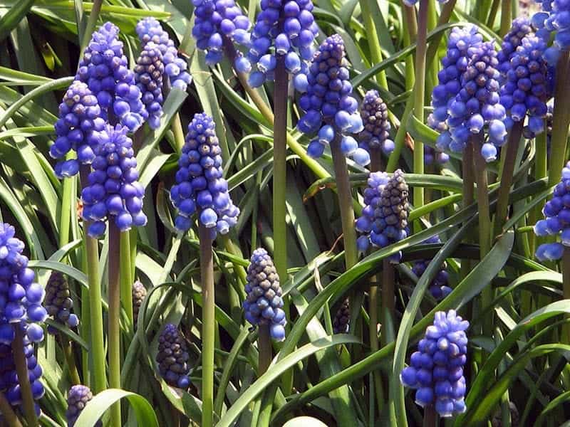 Grape hyacinth - planting and advice on how to care for muscari