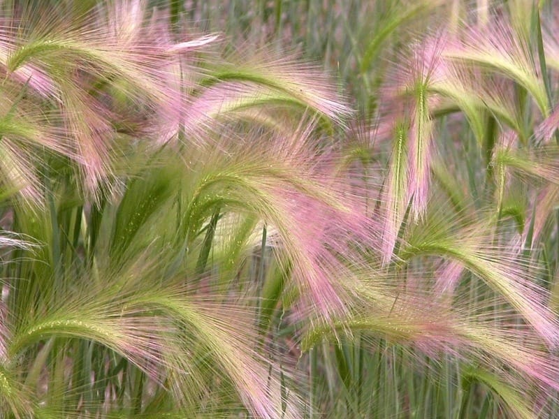 Grass Seed - Lucan Garden Centre
