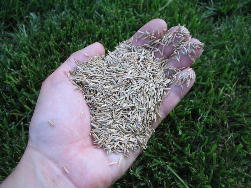 Grass Seed 101: 8 of the Most Popular Types