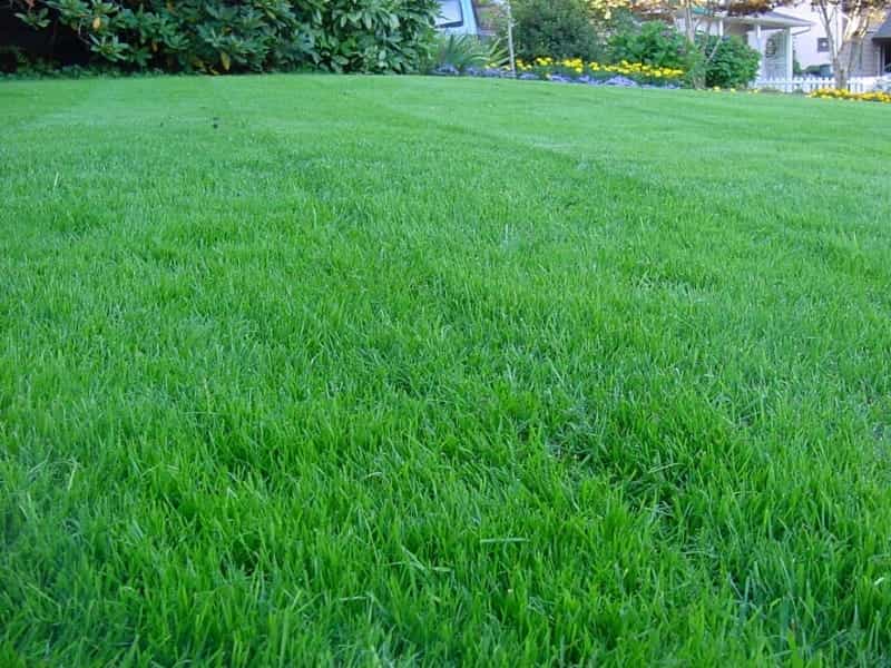 Grasses Patio, Lawn  Garden Lawn Grass Seeds 10g uni-tankers.dk