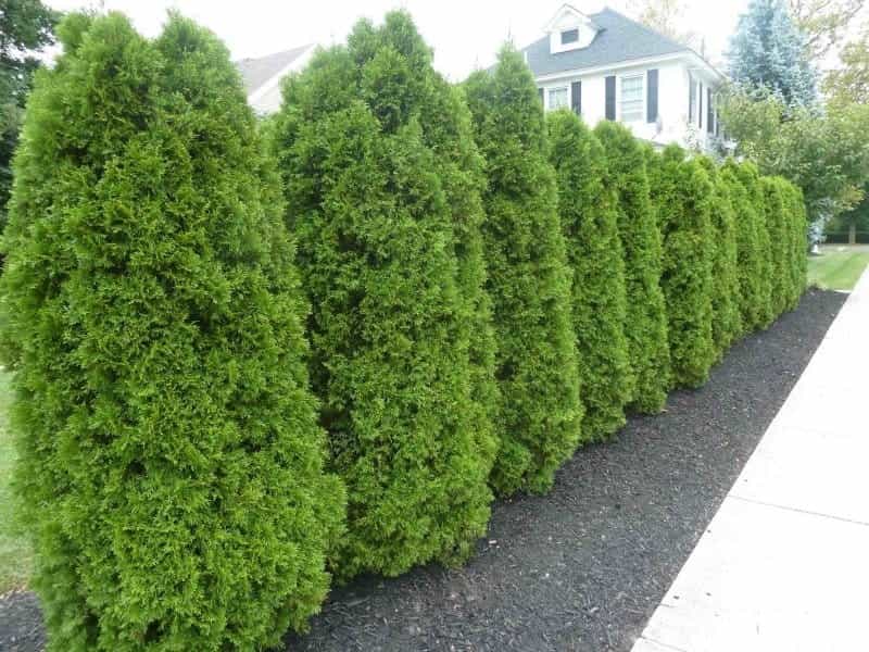 Green Giant Arborvitae — Altum's — Garden Center — Zionsville, IN