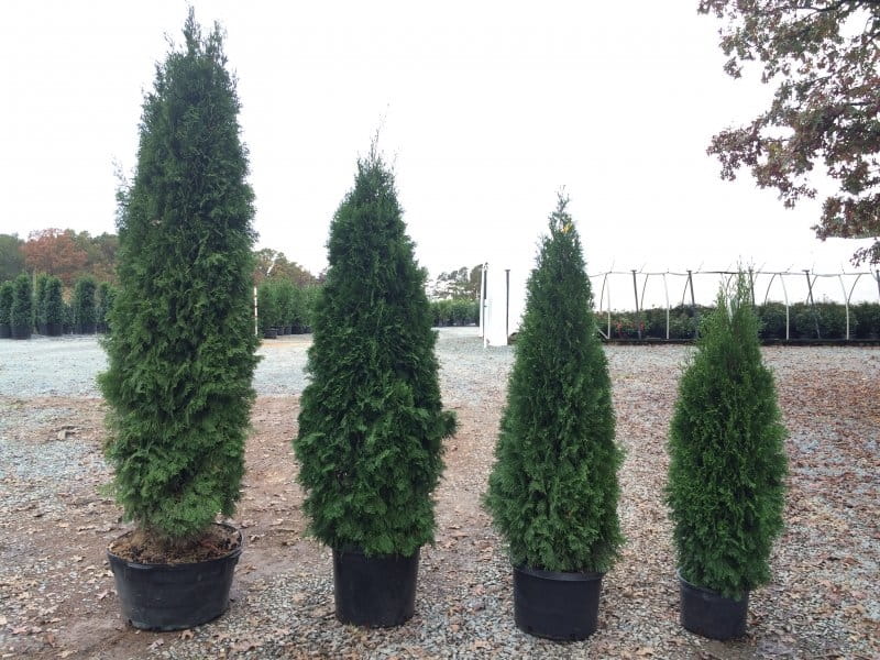 Green Giant Arborvitae Trees - Shop with PlantsbyMail.com