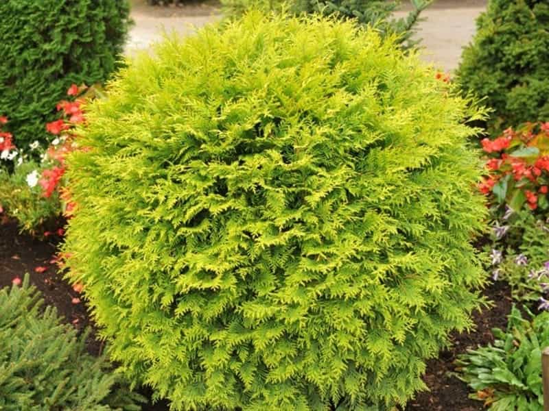 Green Giant Arborvitae Trees For Sale - Buy Evergreen Trees