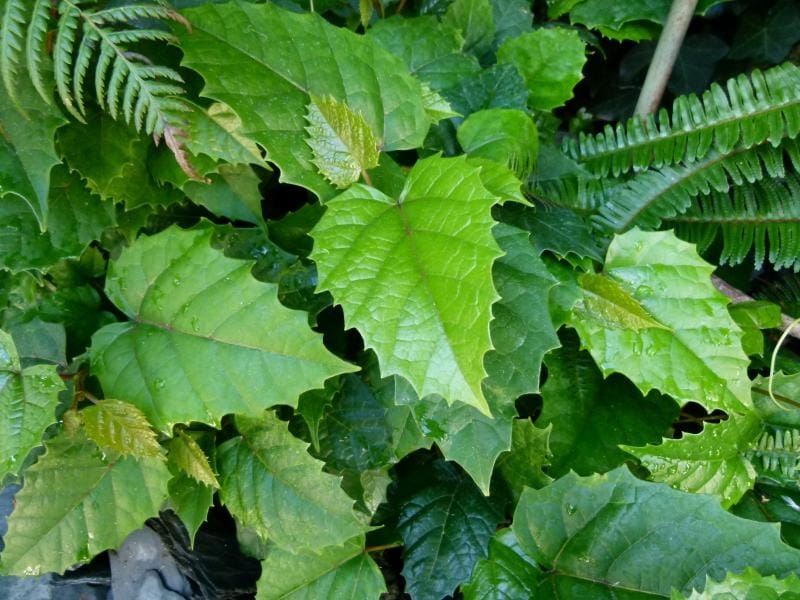 Green Leaves of the Javanese Treebine Grape Ivy. Stock Photo - Image of  curtain, garden: 156467372