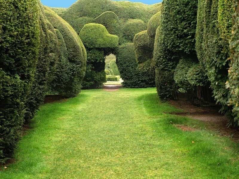 Green Taxus baccata Yew shrub ornamental garden Stock Photo - Alamy