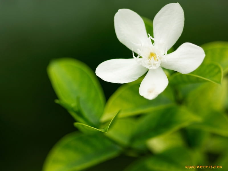 Green and White Flowers Wallpapers - Top Free Green and White Flowers  Backgrounds - WallpaperAccess