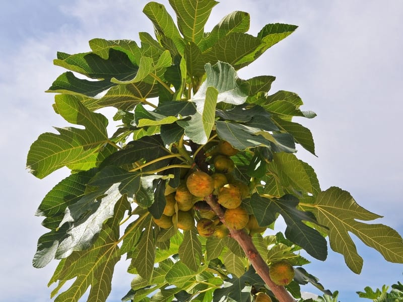 Green figs on the tree stock image. Image of agriculture - 124492599